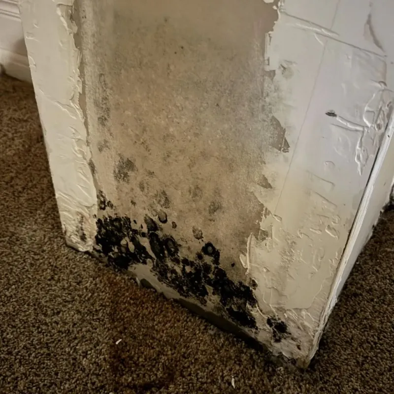 Professional Mold Removal in Rison, AR